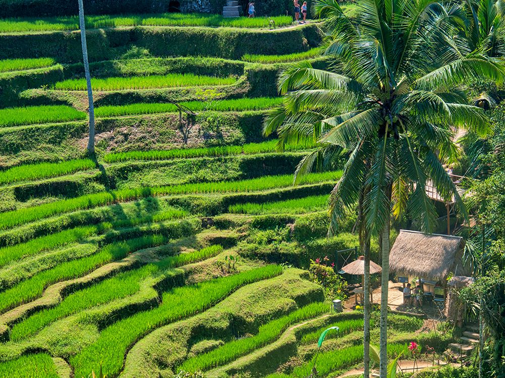 Indonesia-Bali-Ubud-Tegallalang Rice Terraces near Ubud art print by Terry Eggers for $57.95 CAD