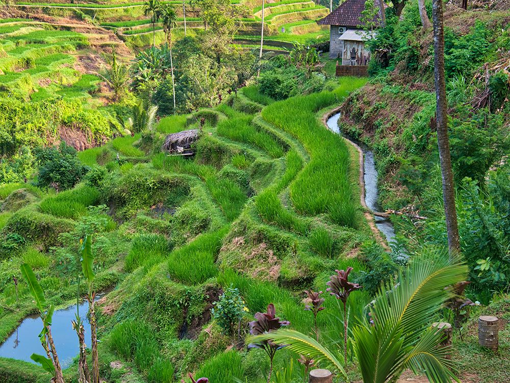 Indonesia-Bali-Ubud-Tegallalang Rice Terraces near Ubud art print by Terry Eggers for $57.95 CAD