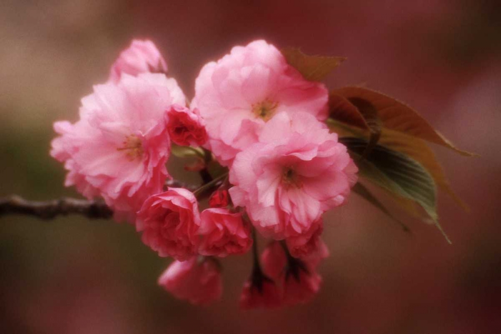 Japan, Osaka Cherry blossoms during a Festival art print by Nancy ,  Steve Ross for $57.95 CAD