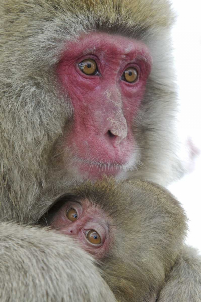Japan Snow monkey clinging to its mother art print by Josh Anon for $57.95 CAD