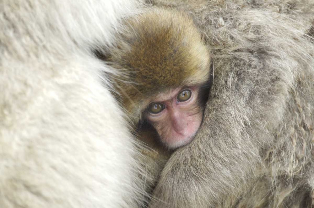 Japan A baby snow monkey peeks out from mom art print by Josh Anon for $57.95 CAD