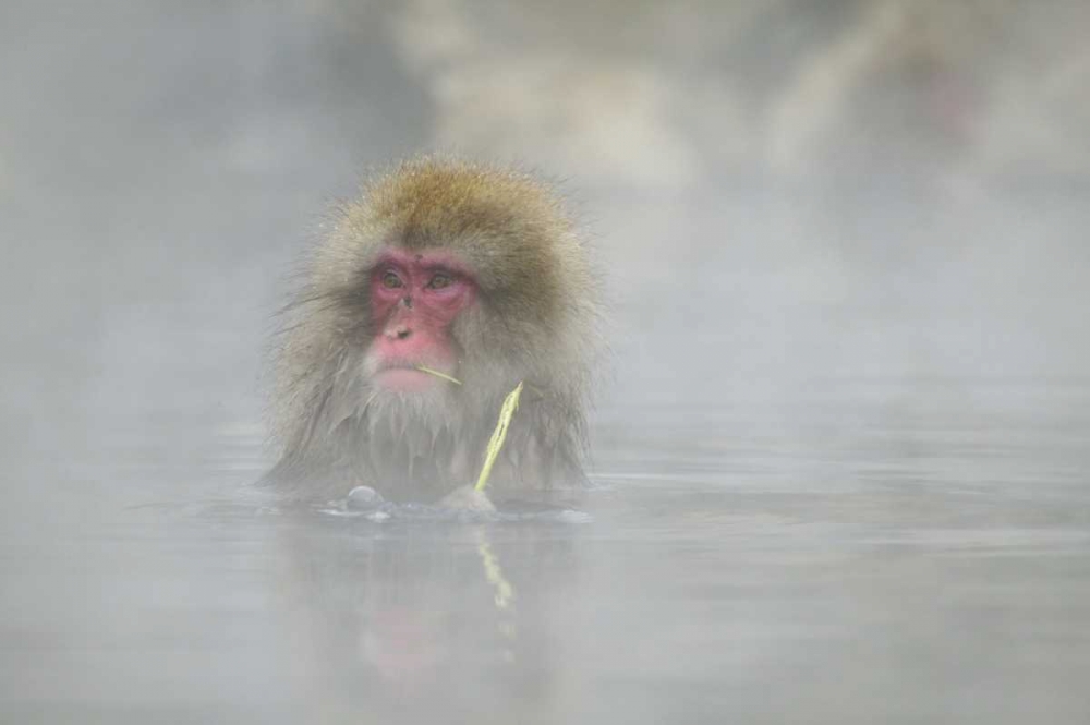 Japan A snow monkey sitting in a hot spring art print by Josh Anon for $57.95 CAD