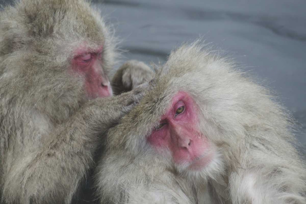 Japan Snow monkey grooms another in a hot spring art print by Josh Anon for $57.95 CAD