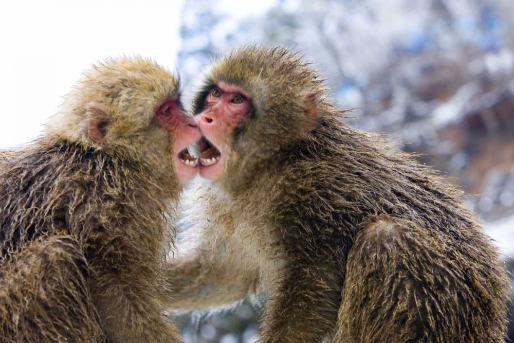 Two Snow Monkies playing, Nagano Mountains, Japan art print by Joanne Williams for $57.95 CAD