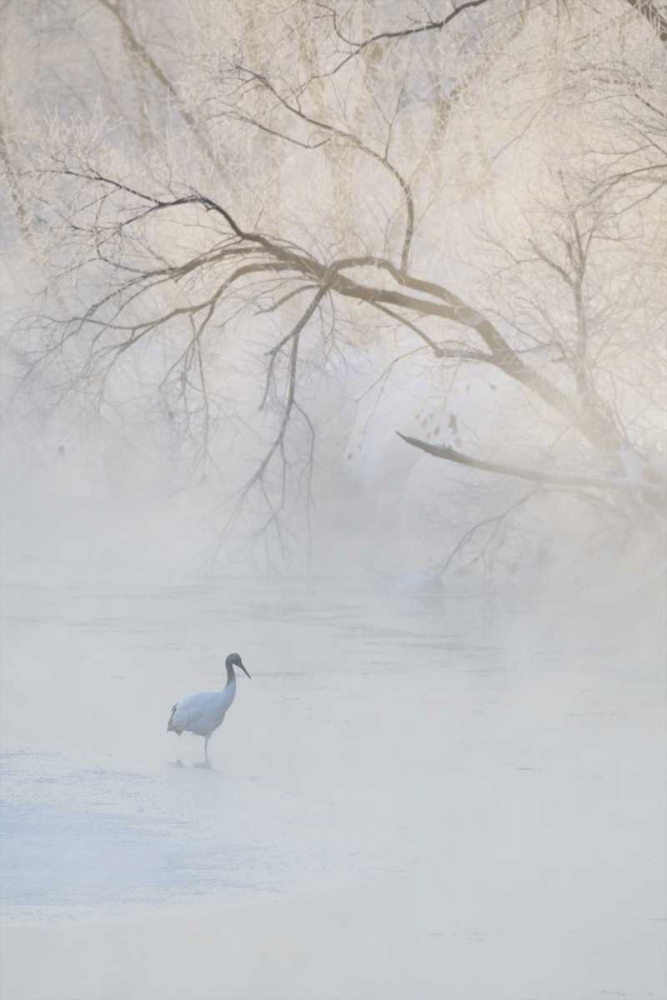 Japan, Hokkaido A hooded crane in foggy morning art print by Josh Anon for $57.95 CAD
