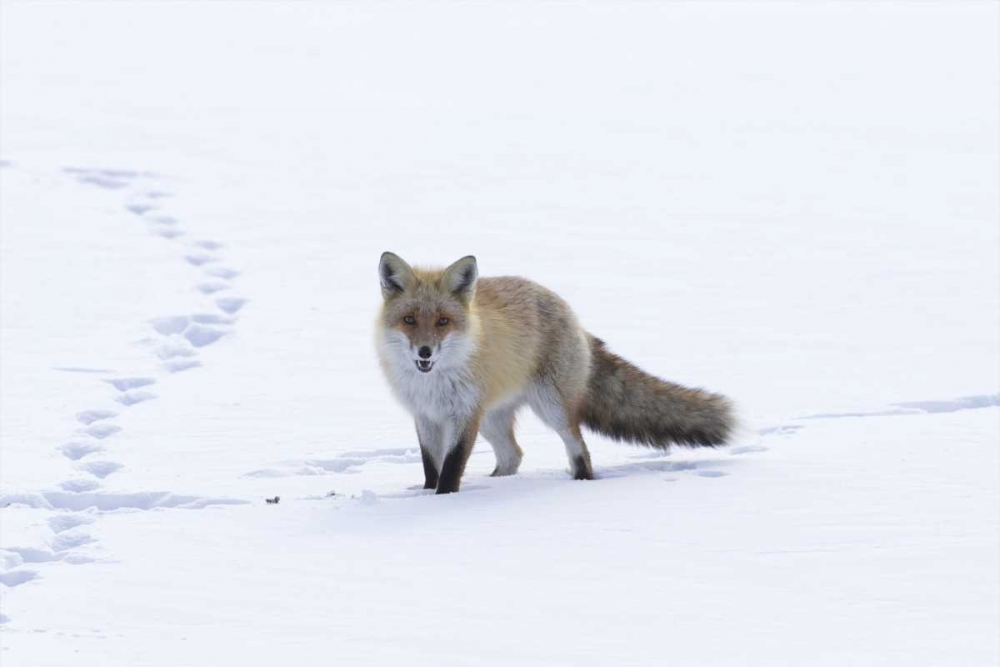 Japan, Hokkaido, Tsurui Red fox in a snowy field art print by Josh Anon for $57.95 CAD