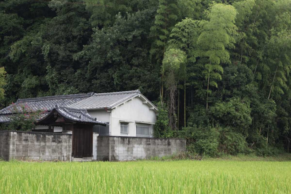 Japan, Heguri-cho Rural home next to rice field art print by Dennis Flaherty for $57.95 CAD