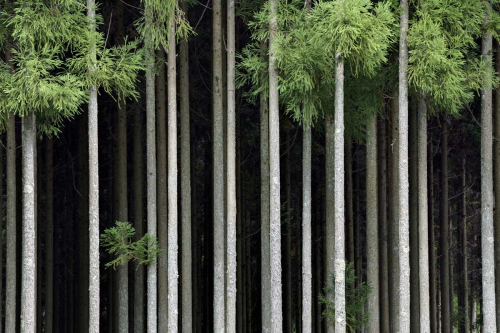 Japan, Nara, Soni Plateau Cedar tree grove art print by Dennis Flaherty for $57.95 CAD