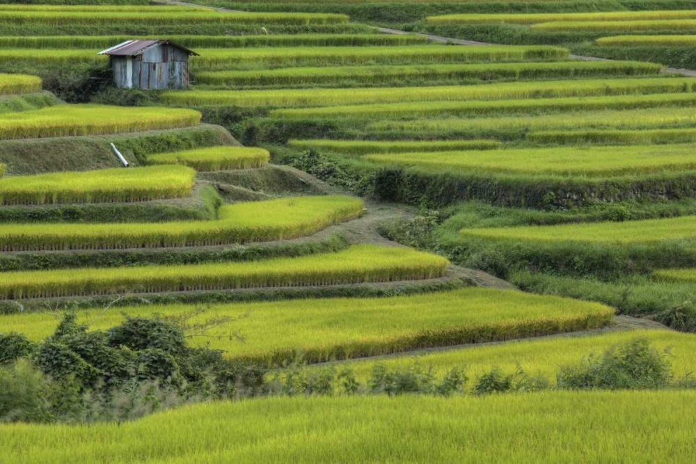 Japan, Nara, Soni Plateau Rice terraces art print by Dennis Flaherty for $57.95 CAD