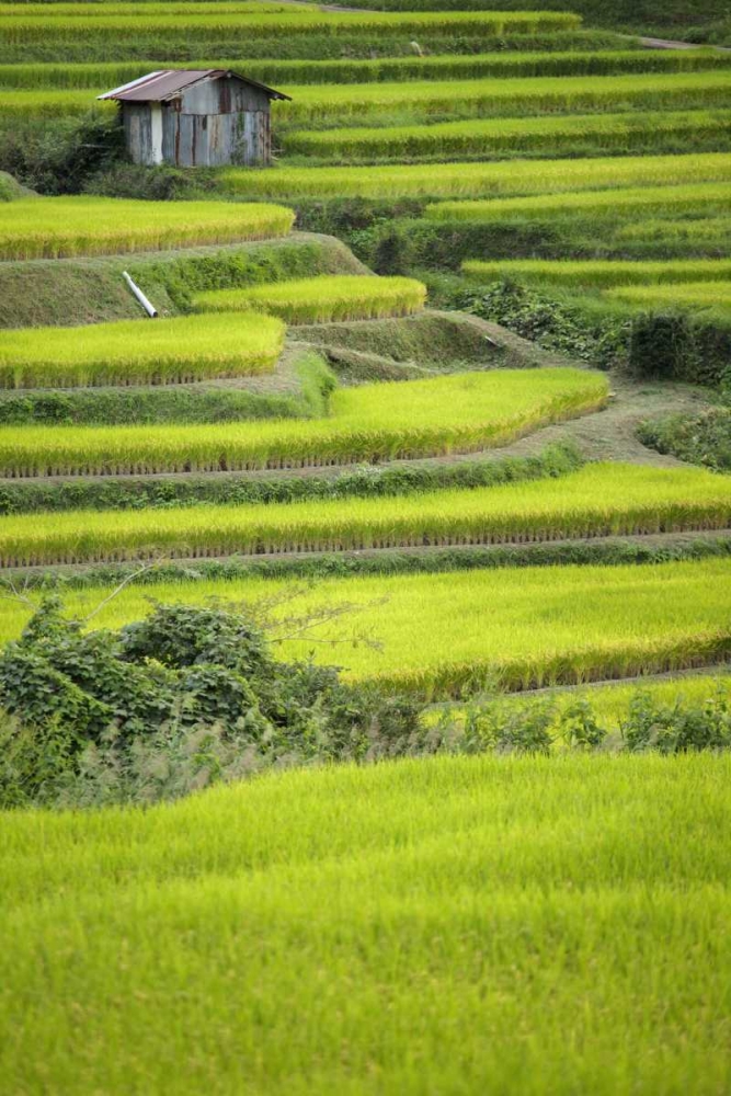 Japan, Nara, Soni Plateau Rice terraces art print by Dennis Flaherty for $57.95 CAD