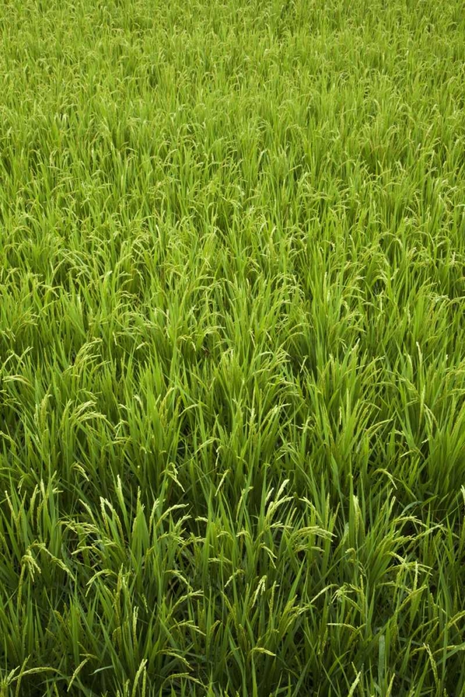 Japan, Nara, Heguri-cho Field of growing rice art print by Dennis Flaherty for $57.95 CAD
