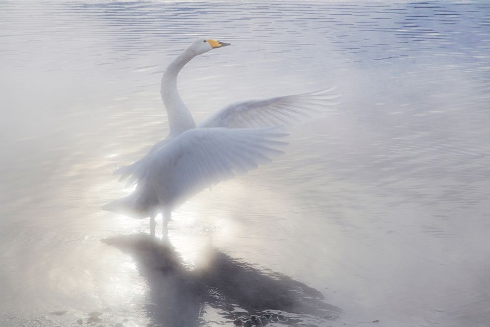 Japan-Hokkaido A whooper swan flaps its wings in the mist art print by Ellen Goff for $57.95 CAD