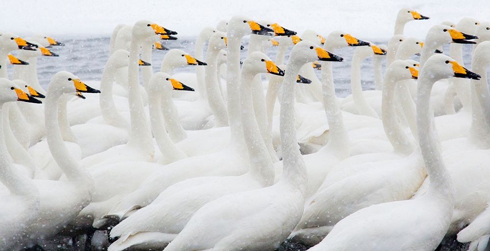 Japan-Hokkaido Whooper swans congregate art print by Ellen Goff for $57.95 CAD