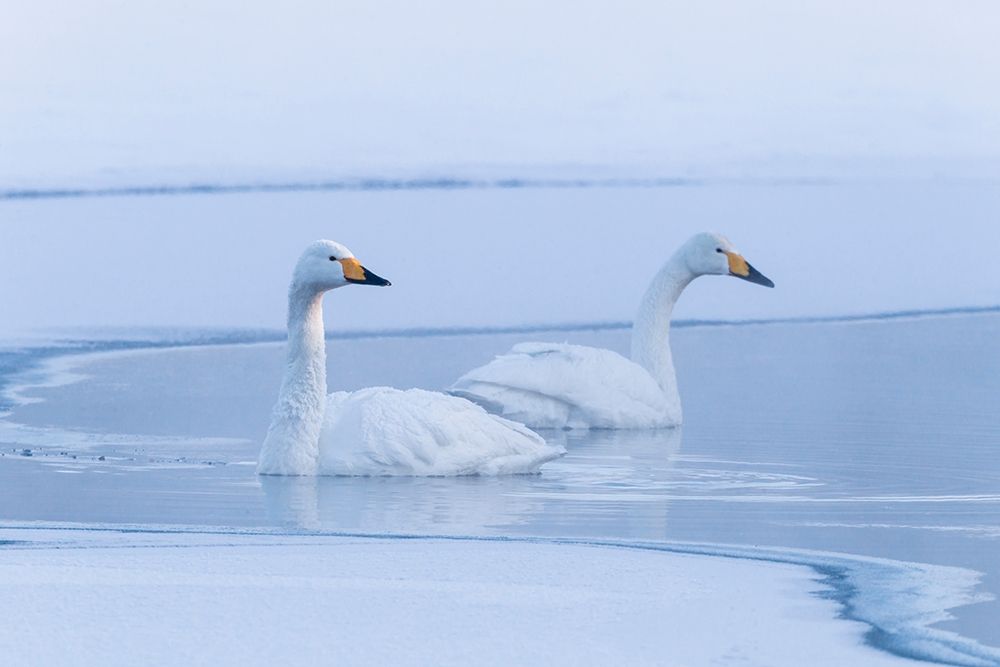 Japan-Hokkaido A pair of whooper swans swim art print by Ellen Goff for $57.95 CAD
