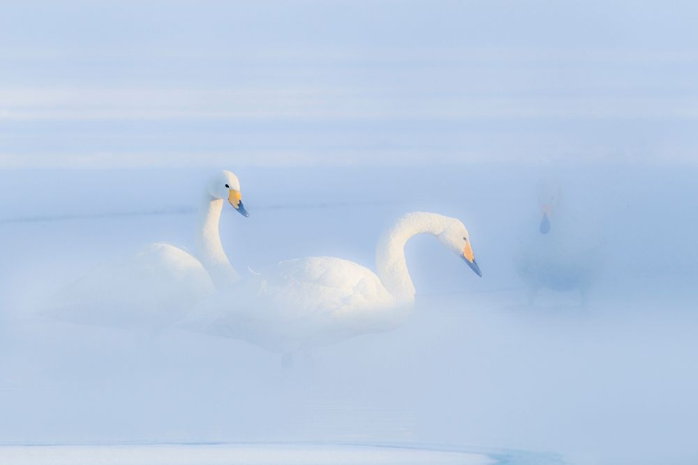 Japan-Hokkaido Three whooper swans float in the mist art print by Ellen Goff for $57.95 CAD