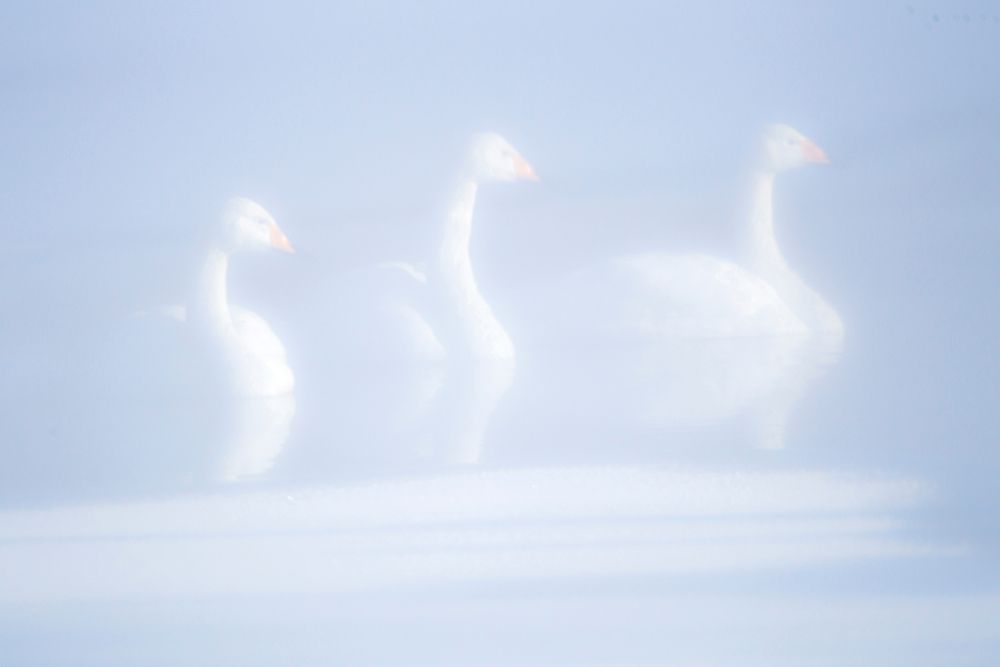 Japan-Hokkaido Three whooper swans float in the mist art print by Ellen Goff for $57.95 CAD