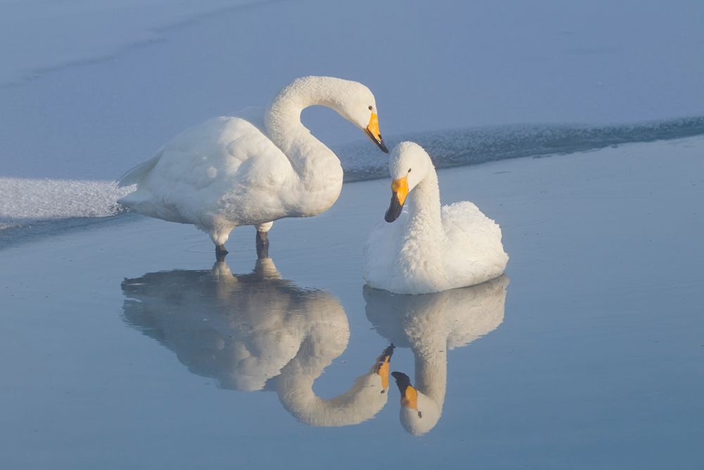 Japan-Hokkaido Two whooper swans are reflected art print by Ellen Goff for $57.95 CAD