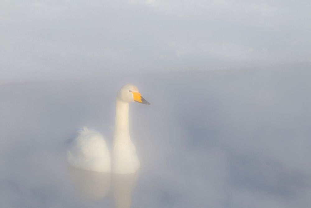 Japan-Hokkaido A whooper swan emerges from the heavy mist art print by Ellen Goff for $57.95 CAD