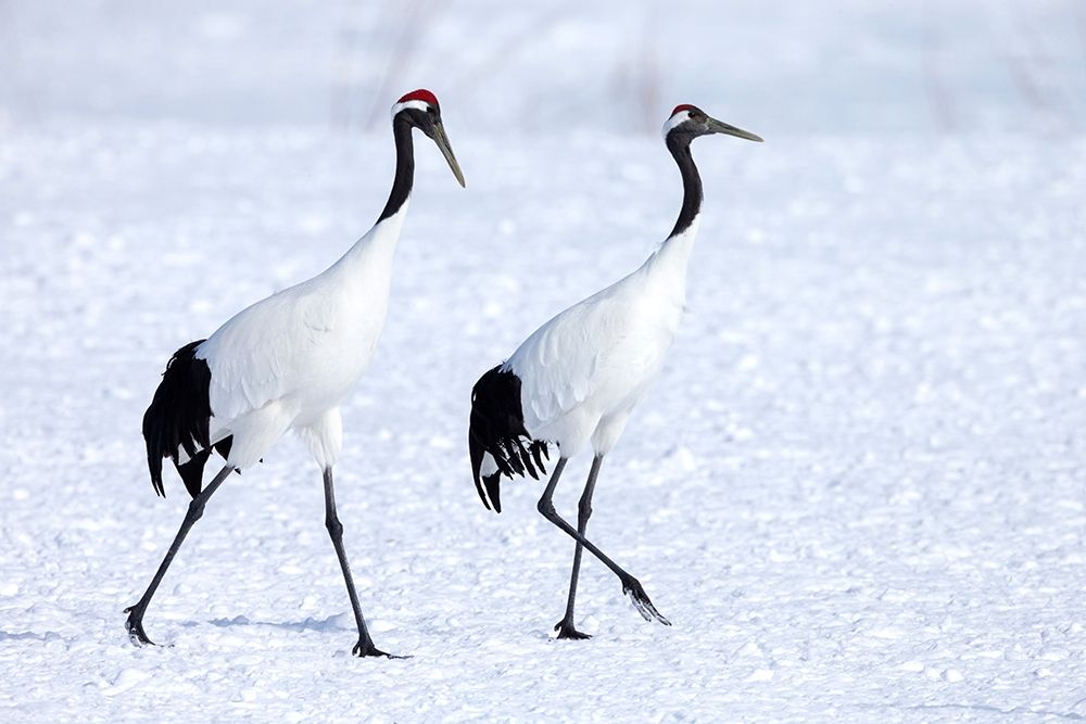 Japan-Hokkaido-Kushiro Two red-crowned cranes begin a courtship dance art print by Ellen Goff for $57.95 CAD