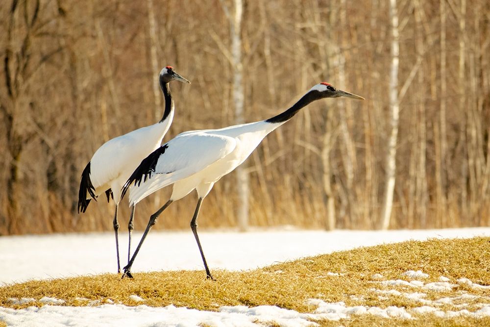 Japan-Hokkaido-Kushiro An adult red-crowned crane prepares to take flight art print by Ellen Goff for $57.95 CAD