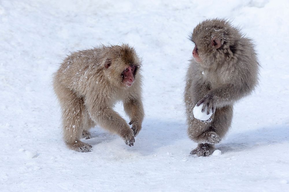 Japan-Nagano Young Japanese macaques play with a snowball art print by Ellen Goff for $57.95 CAD