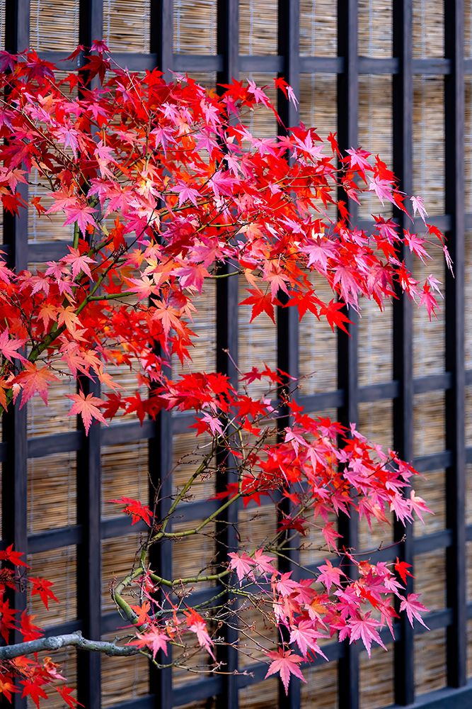 Red Japanese maple tree in autumn, Takayama, Japan art print by Jim Engelbrecht for $57.95 CAD
