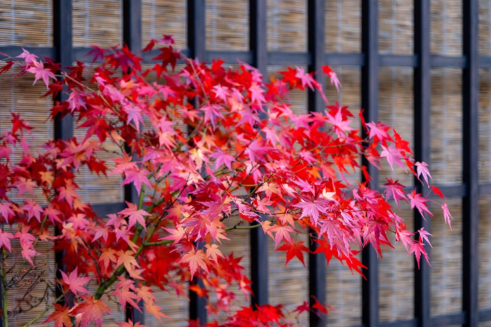 Red Japanese maple tree in autumn, Takayama, Japan art print by Jim Engelbrecht for $57.95 CAD