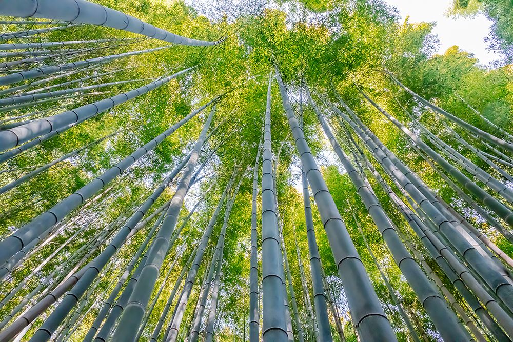 Sagano Bamboo Forest, Arashiyama, Kyoto, Japan art print by Jim Engelbrecht for $57.95 CAD