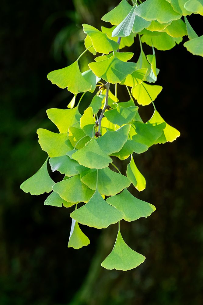 Detail of gingko tree, Kyoto, Japan art print by Lisa Engelbrecht for $57.95 CAD