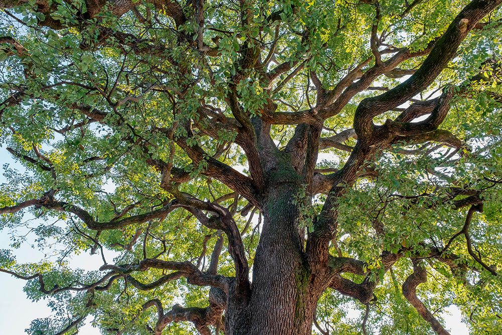 Japanese Camphor tree, Meiji Jingu shrine, Shibuya, Tokyo, Japan art print by Lisa Engelbrecht for $57.95 CAD
