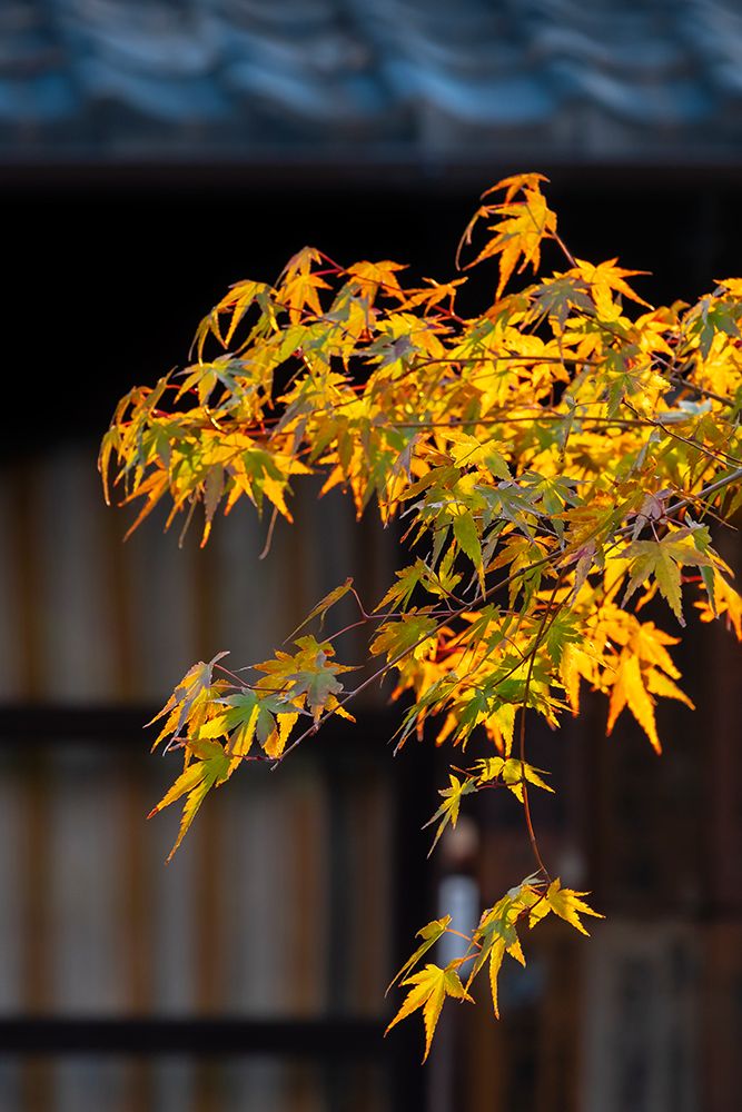 Japanese maple tree with colorful fall foliage, Kyoto, Japan art print by Lisa Engelbrecht for $57.95 CAD