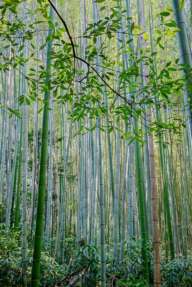 Sagano Bamboo Forest, Arashiyama, Kyoto, Japan art print by Lisa Engelbrecht for $57.95 CAD
