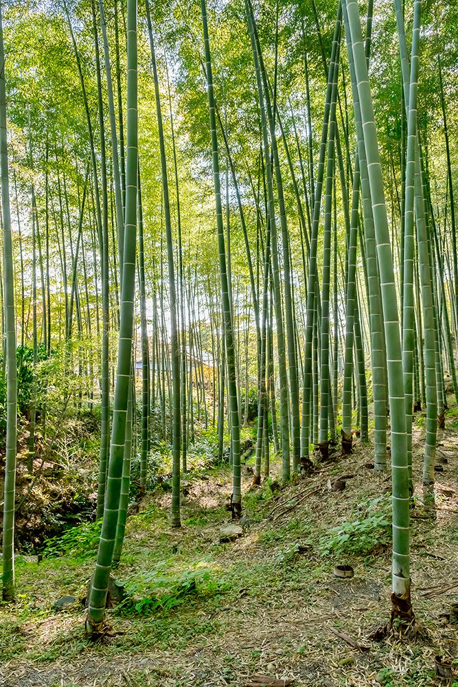Sagano Bamboo Forest, Arashiyama, Kyoto, Japan art print by Lisa Engelbrecht for $57.95 CAD