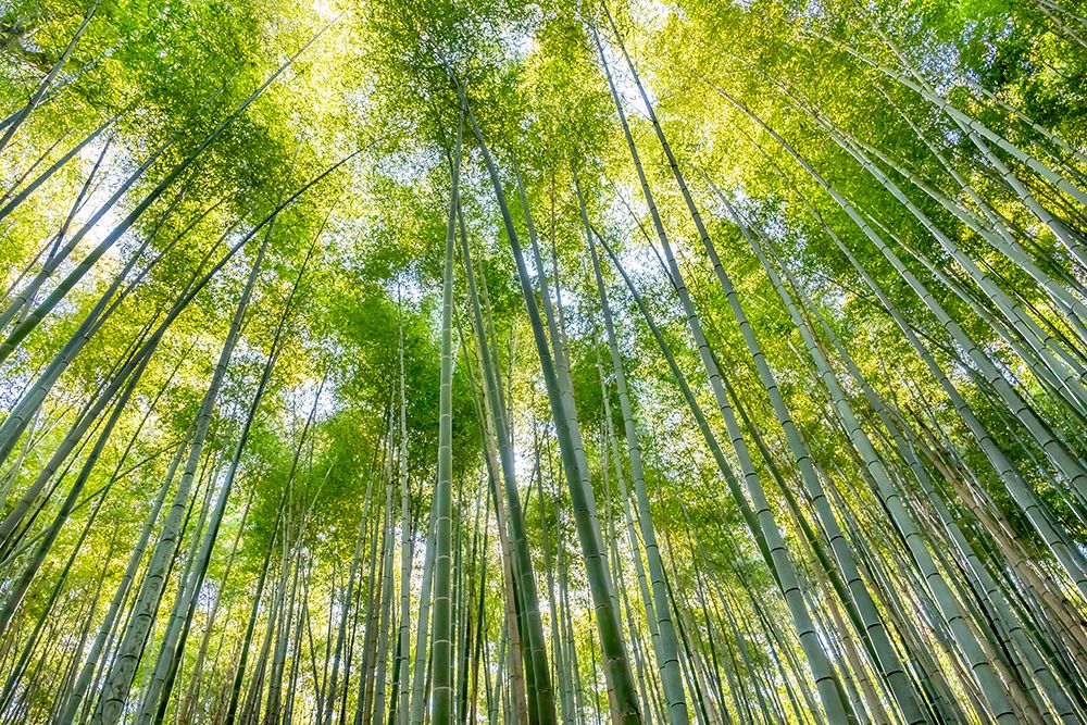 Sagano Bamboo Forest, Arashiyama, Kyoto, Japan art print by Lisa Engelbrecht for $57.95 CAD