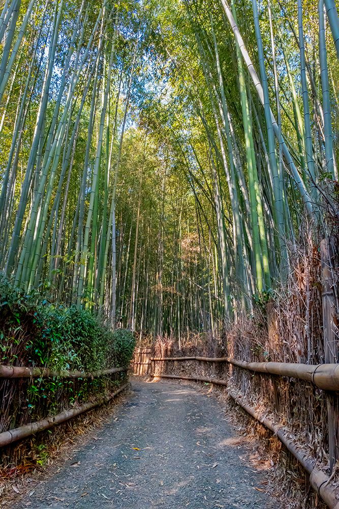 Sagano Bamboo Forest, Arashiyama, Kyoto, Japan art print by Lisa Engelbrecht for $57.95 CAD