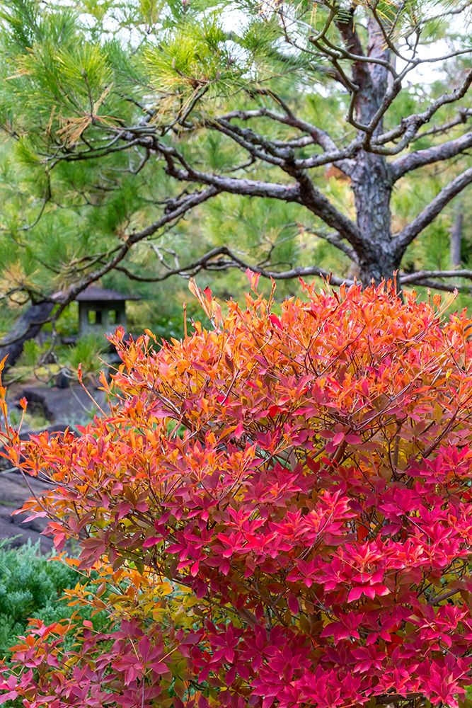 White bell enkianthus plant, Koko-en Garden, Himeji, Japan art print by Lisa Engelbrecht for $57.95 CAD