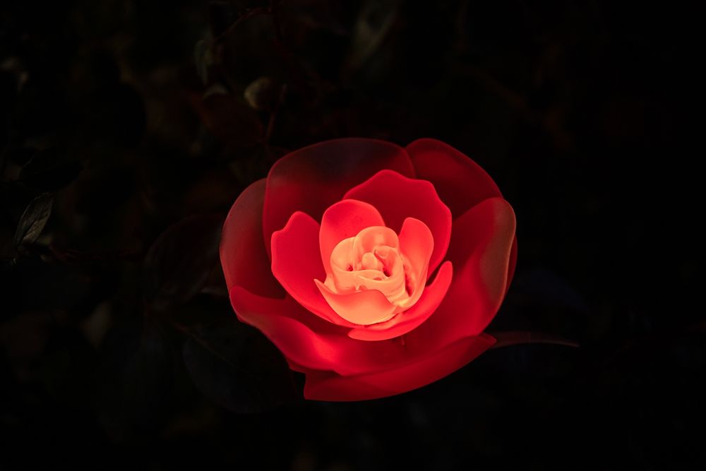 A red illuminated rose at night in a flower garden in Japan art print by Sheila Haddad for $57.95 CAD