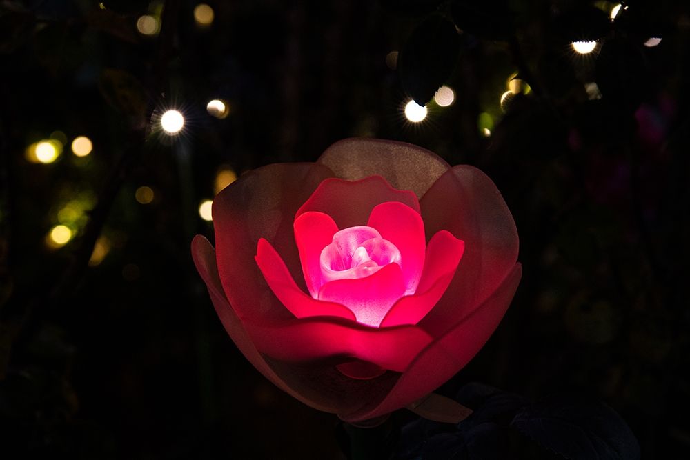 An illuminated red rose art print by Sheila Haddad for $57.95 CAD