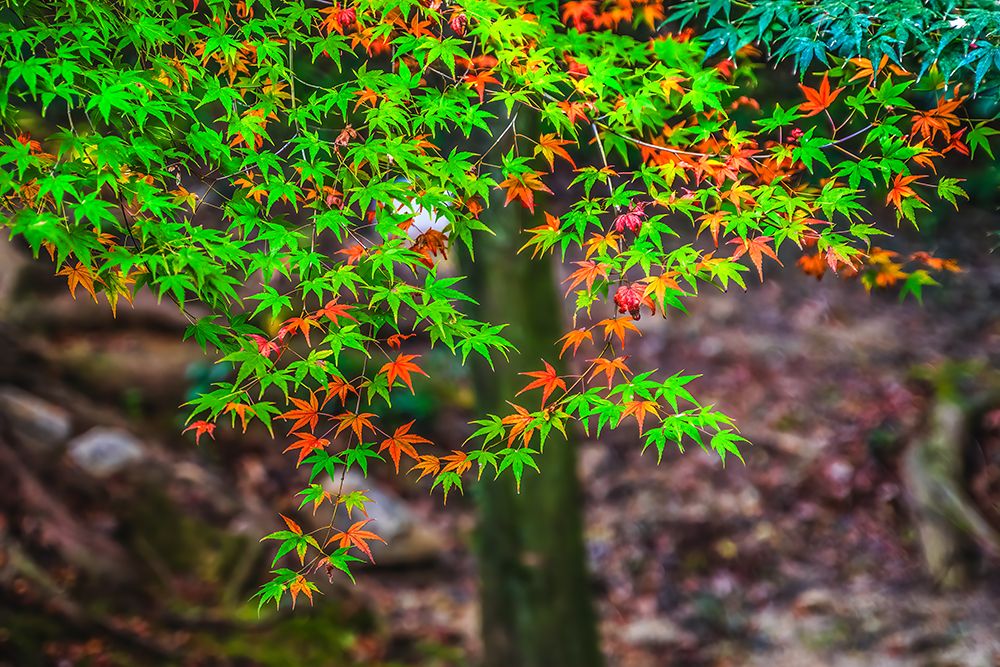 Colorful foliage, Tofuku-ji Buddhist temple, Kyoto, Japan. Famous for its autumn leaves. art print by William Perry for $57.95 CAD
