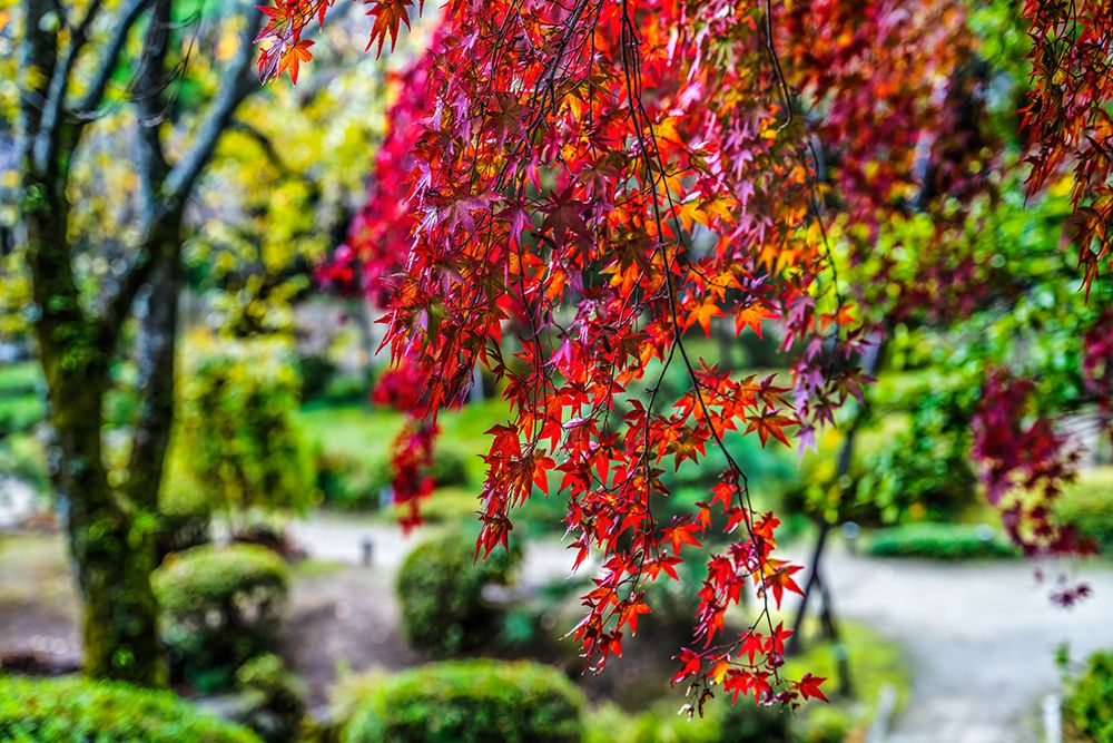 Colorful Autumn leaves, East Garden, Heian-jingu Shrine, Kyoto, Japan. art print by William Perry for $57.95 CAD