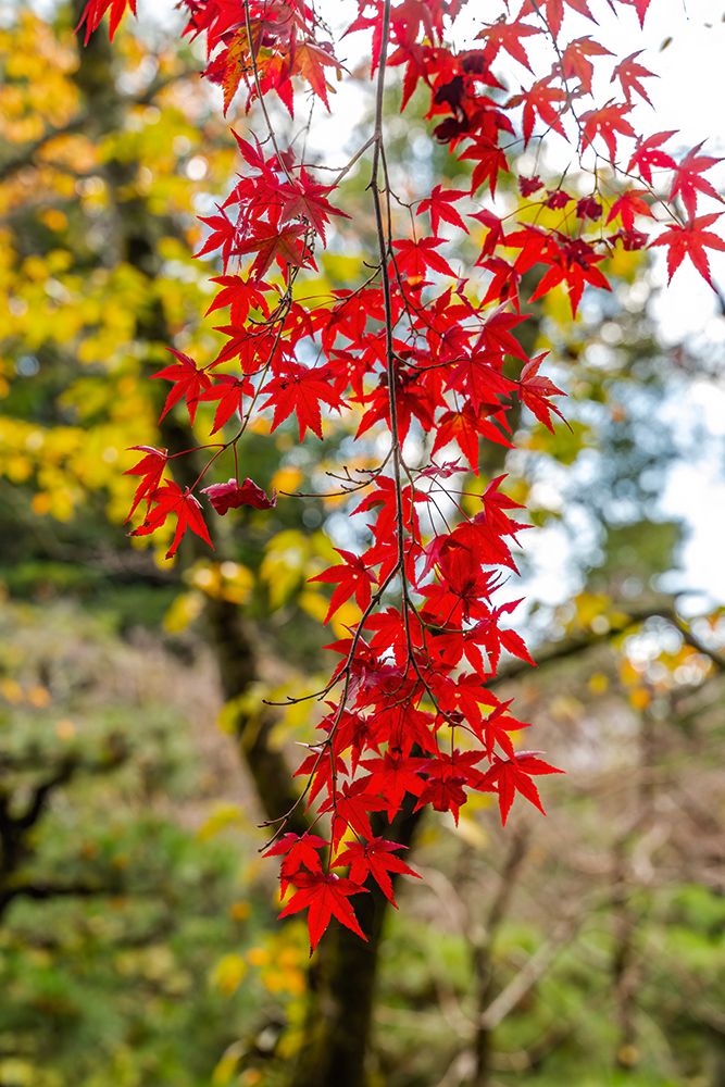 Colorful Autumn leaves, East Garden, Heian-jingu Shrine, Kyoto, Japan. art print by William Perry for $57.95 CAD