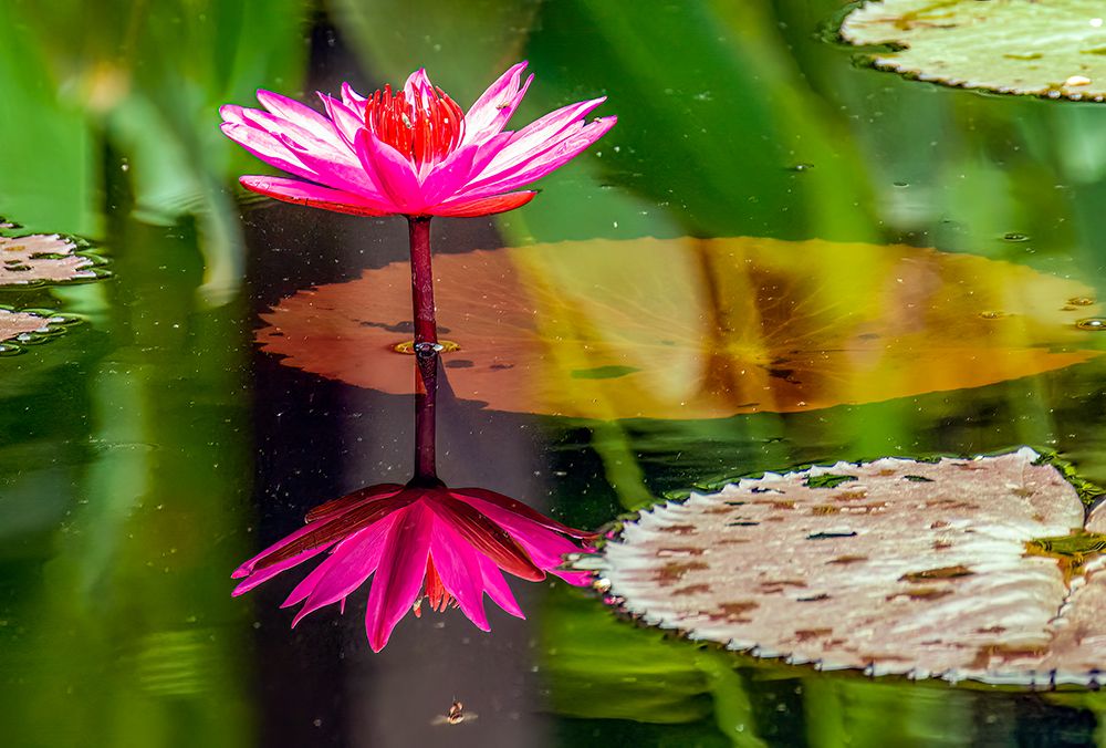 Garden pool, Luang Prabang, Laos. Bright pink waterlily reflected in the waters of a garden pool. art print by Murray McCallum for $57.95 CAD