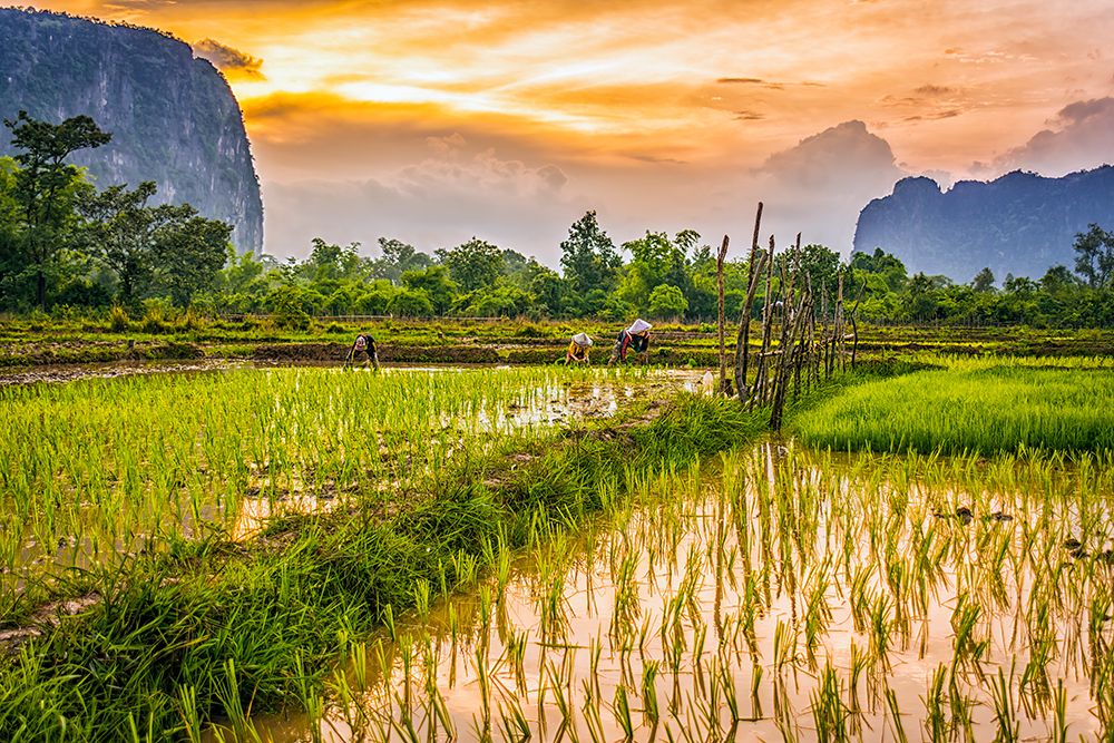 Rice paddies, Laos. Landscape portrait of villagers working at sunset in the rice paddies. art print by Murray McCallum for $57.95 CAD