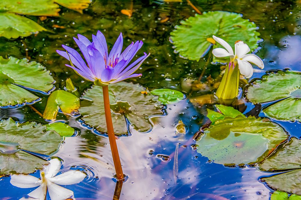 Garden pond, Laos. Purple waterlily and frangipani floating amid lily pads in a garden pond. art print by Murray McCallum for $57.95 CAD