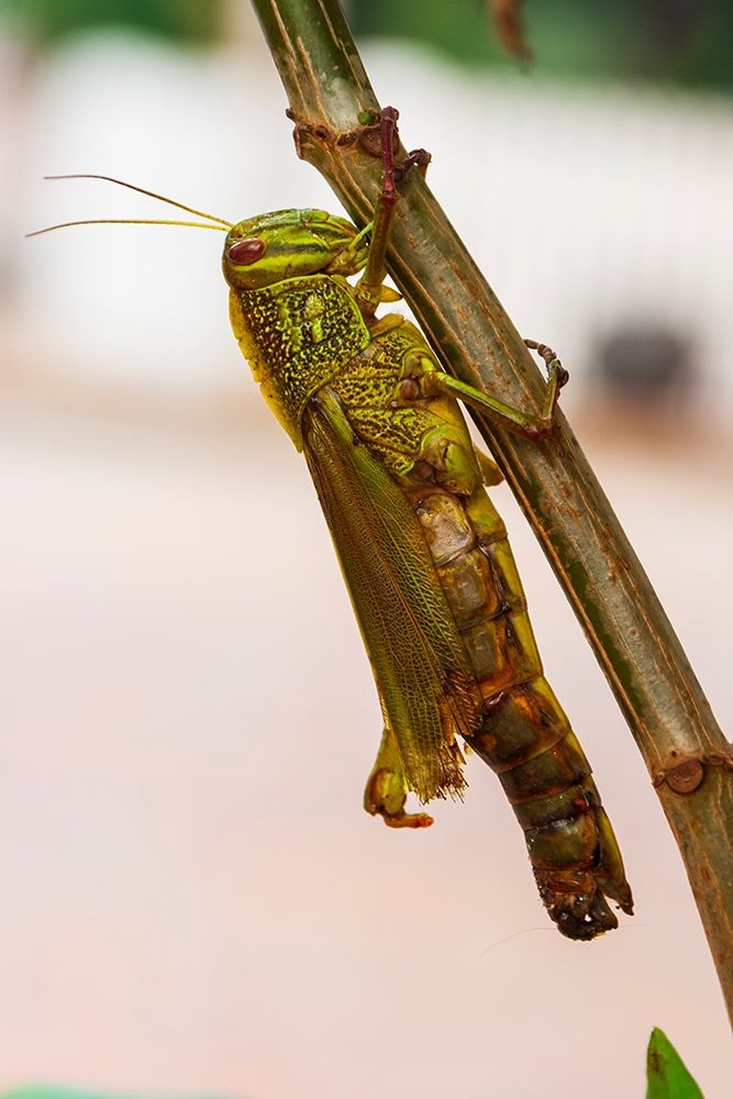 Laos-Luang Prabang Close-up of grasshopper art print by Tom Haseltine for $57.95 CAD