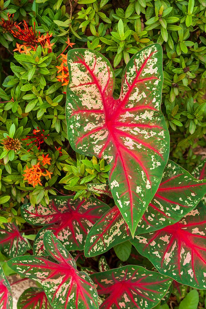 Close-up of green and red leaves of a Caladium bicolor art print by Tom Haseltine for $57.95 CAD