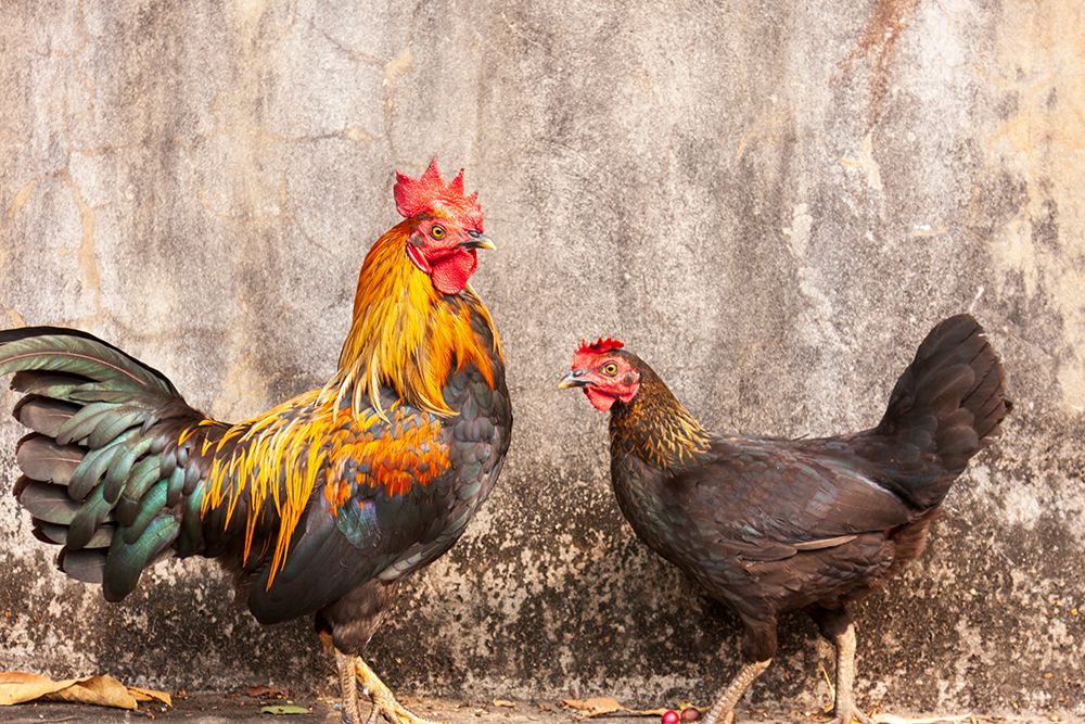 Laos- Luang Prabang. Chickens. A rooster and a hen. art print by Tom Haseltine for $57.95 CAD