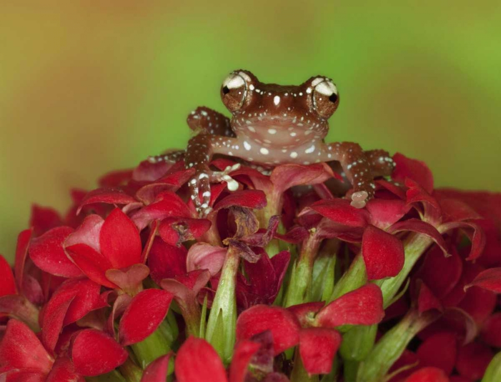 Borneo Cinnamon Tree Frog on red flowers art print by Dennis Flaherty for $57.95 CAD