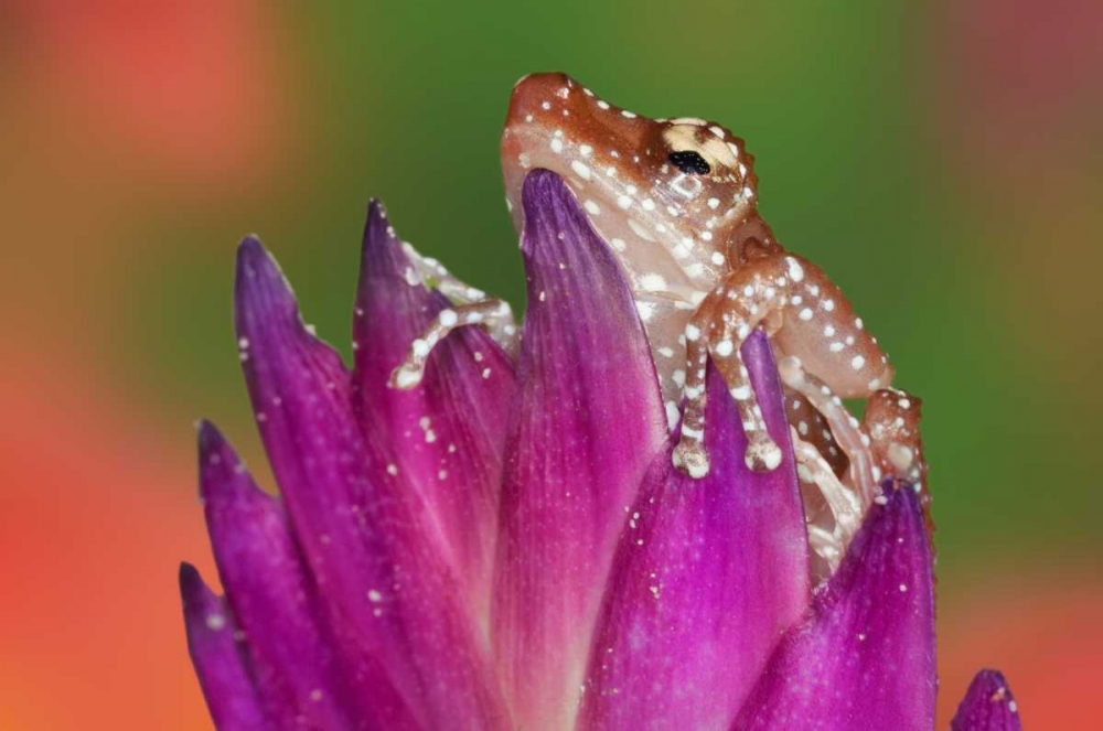 Borneo Close-up of Cinnamon Ttree Frog art print by Dennis Flaherty for $57.95 CAD