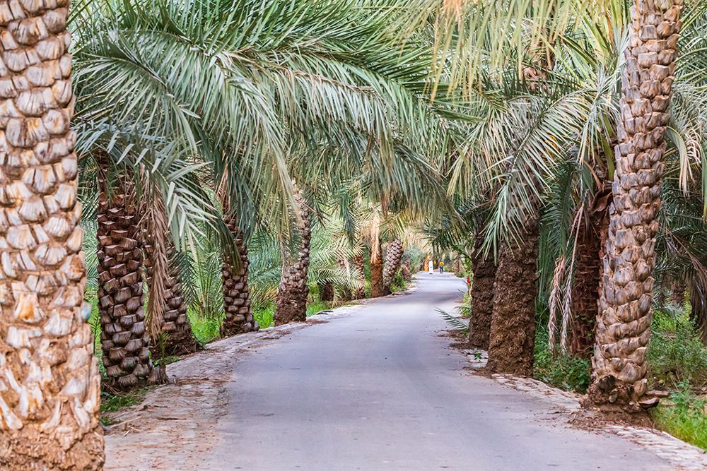 Middle East-Arabian Peninsula-Oman-Ad Dakhiliyah-Nizwa-Palm trees along a road in Nizwa-Oman art print by Emily Wilson for $57.95 CAD